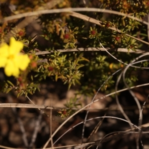 Hibbertia calycina at Bruce, ACT - 27 Jul 2024