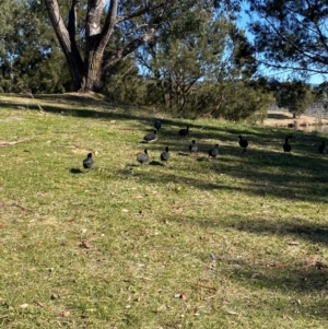 Fulica atra at Greenway, ACT - 26 Jul 2024