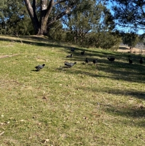 Fulica atra at Greenway, ACT - 26 Jul 2024 10:57 AM