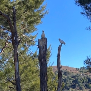 Cacatua sanguinea at Greenway, ACT - 26 Jul 2024 10:58 AM