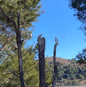 Cacatua sanguinea at Greenway, ACT - 26 Jul 2024 10:58 AM