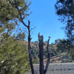 Cacatua sanguinea at Greenway, ACT - 26 Jul 2024 10:58 AM