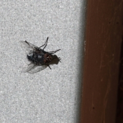 Diptera (order) (Fly - Unidentified) at Lyons, ACT - 26 Jul 2024 by ran452