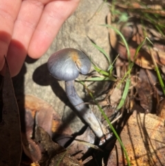 Unidentified Fungus at New Lambton, NSW - 11 Jul 2024 by STJ