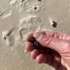 Cervidae (family) at Port Macquarie, NSW - 28 Jul 2024 by STJ