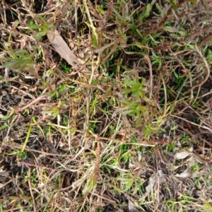 Centipeda cunninghamii at Watson, ACT - 22 Jul 2024