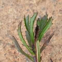 Centipeda cunninghamii at Watson, ACT - 22 Jul 2024