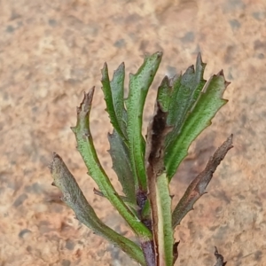 Centipeda cunninghamii at Watson, ACT - 22 Jul 2024