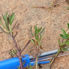 Centipeda cunninghamii at Watson, ACT - 22 Jul 2024