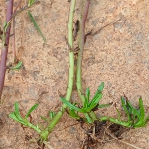 Centipeda cunninghamii at Watson, ACT - 22 Jul 2024