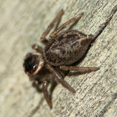 Maratus griseus (Jumping spider) at Cardiff, NSW - 28 Jul 2024 by Hejor1