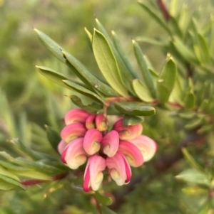 Grevillea sp. at Ainslie, ACT - 10 Jul 2024 04:24 PM