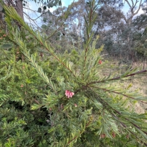 Grevillea sp. at Ainslie, ACT - 10 Jul 2024 04:24 PM