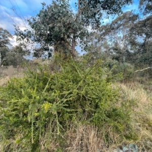 Grevillea sp. at Ainslie, ACT - 10 Jul 2024 04:24 PM