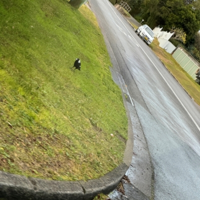 Gymnorhina tibicen (Australian Magpie) at Toronto, NSW - 27 Jul 2024 by Hejor1