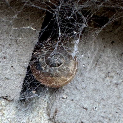 Cornu aspersum (Common Garden Snail) at Cardiff, NSW - 28 Jul 2024 by Hejor1