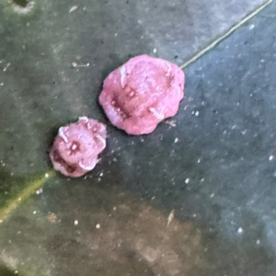 Ceroplastes rubens (Pink Wax Scale or Red Wax Scale) at Cardiff, NSW - 28 Jul 2024 by Hejor1