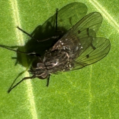 Helina sp (genus) at Cardiff, NSW - 28 Jul 2024 by Hejor1