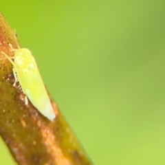 Cicadellidae (family) at Cardiff, NSW - 28 Jul 2024 by Hejor1