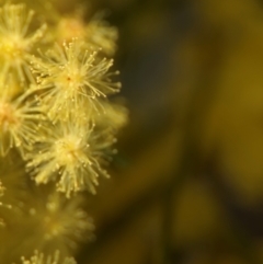 Acacia sp. (A Wattle) at Cardiff, NSW - 27 Jul 2024 by Hejor1