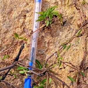 Persicaria prostrata at Watson, ACT - 22 Jul 2024 10:19 AM