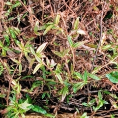 Persicaria prostrata at Watson, ACT - 22 Jul 2024 10:19 AM