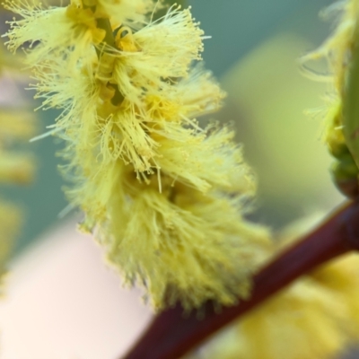 Acacia longifolia subsp. longifolia (Sydney Golden Wattle) at Cardiff, NSW - 28 Jul 2024 by Hejor1