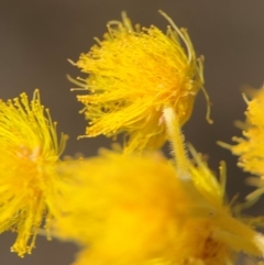 Acacia podalyriifolia (Queensland Silver Wattle) at Cardiff, NSW - 27 Jul 2024 by Hejor1