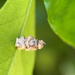 Lepidoscia lainodes at Cardiff, NSW - 28 Jul 2024 by Hejor1