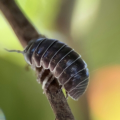 Armadillidium vulgare at Cardiff, NSW - 28 Jul 2024 by Hejor1