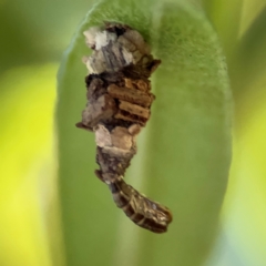 Lepidoscia lainodes at Cardiff, NSW - 28 Jul 2024 by Hejor1