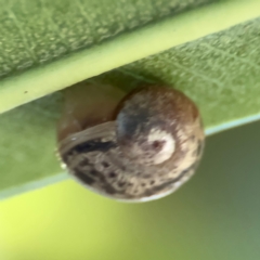 Cornu aspersum (Common Garden Snail) at Cardiff, NSW - 27 Jul 2024 by Hejor1