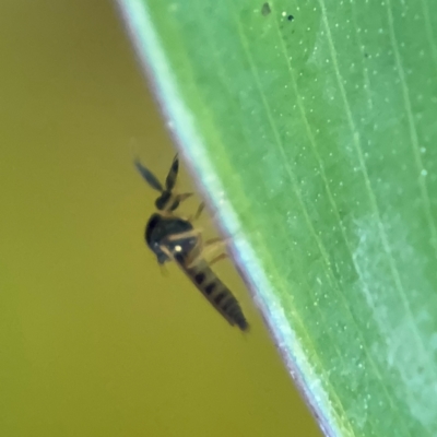 Ceratopogonidae (family) (Biting Midge) at Cardiff, NSW - 28 Jul 2024 by Hejor1