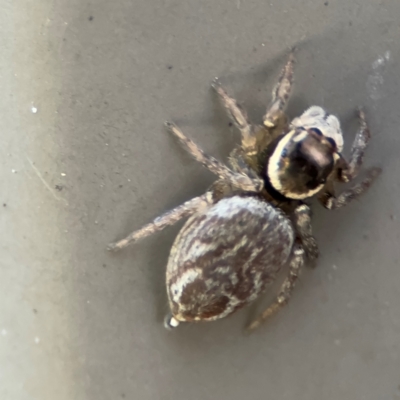 Maratus griseus (Jumping spider) at Cardiff, NSW - 28 Jul 2024 by Hejor1