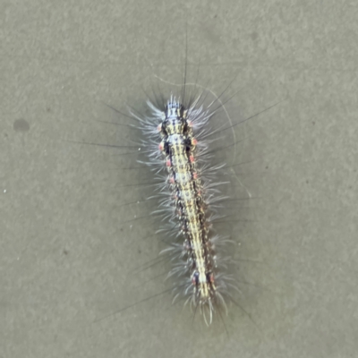 Anestia (genus) (A tiger moth) at Cardiff, NSW - 27 Jul 2024 by Hejor1