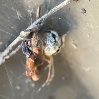 Cryptachaea gigantipes (White porch spider) at Cardiff, NSW - 28 Jul 2024 by Hejor1