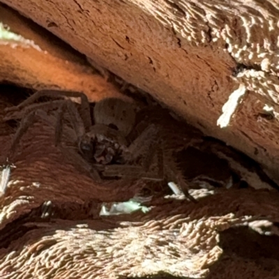 Sparassidae (family) at Cardiff, NSW - 28 Jul 2024 by Hejor1