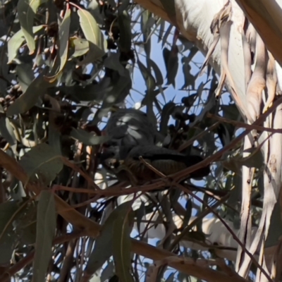 Callocephalon fimbriatum (Gang-gang Cockatoo) at Garran, ACT - 28 Jul 2024 by JimL