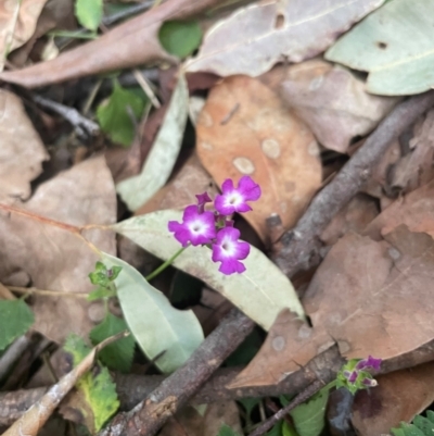 Lantana montevidensis (Creeping Lantana) at Ransome, QLD - 27 Jul 2024 by Clarel