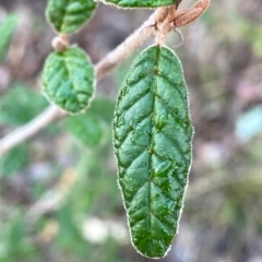 Pomaderris betulina subsp. betulina (Birch Pomaderris) at Googong, NSW - 28 Jul 2024 by Wandiyali