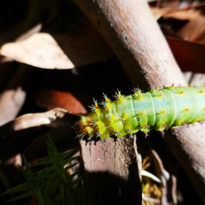 Opodiphthera eucalypti (Emperor Gum Moth) at Ngarigo, NSW - 2 Feb 2021 by MB