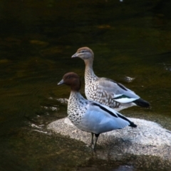 Chenonetta jubata (Australian Wood Duck) at Ngarigo, NSW - 2 Feb 2021 by MB