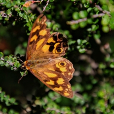 Heteronympha solandri (Solander's Brown) at Thredbo, NSW - 3 Feb 2021 by MB