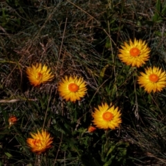 Xerochrysum subundulatum (Alpine Everlasting) at Thredbo, NSW - 3 Feb 2021 by MB