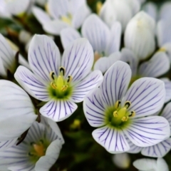 Gentianella muelleriana subsp. alpestris (Mueller's Snow-gentian) at Thredbo, NSW - 3 Feb 2021 by MB