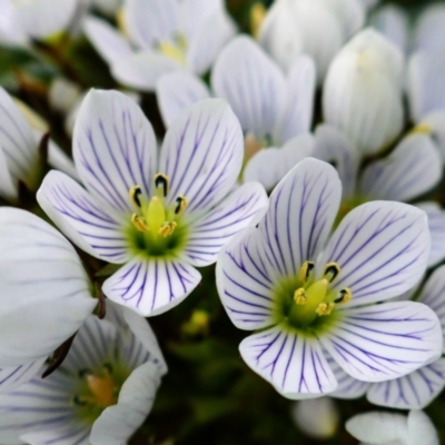 Gentianella muelleriana subsp. alpestris (Mueller's Snow-gentian) at Thredbo, NSW - 3 Feb 2021 by MB