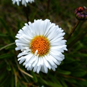 Brachyscome scapigera at Thredbo, NSW - 3 Feb 2021 12:29 PM