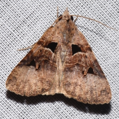 Avatha discolor (Dimorphic Statusmoth) at Sheldon, QLD - 9 Mar 2024 by PJH123