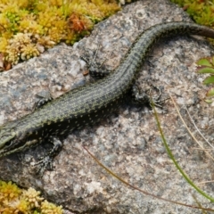 Eulamprus tympanum (Southern Water Skink) at Charlotte Pass, NSW - 9 Feb 2021 by MB