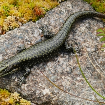 Eulamprus tympanum (Southern Water Skink) at Charlotte Pass, NSW - 9 Feb 2021 by MB